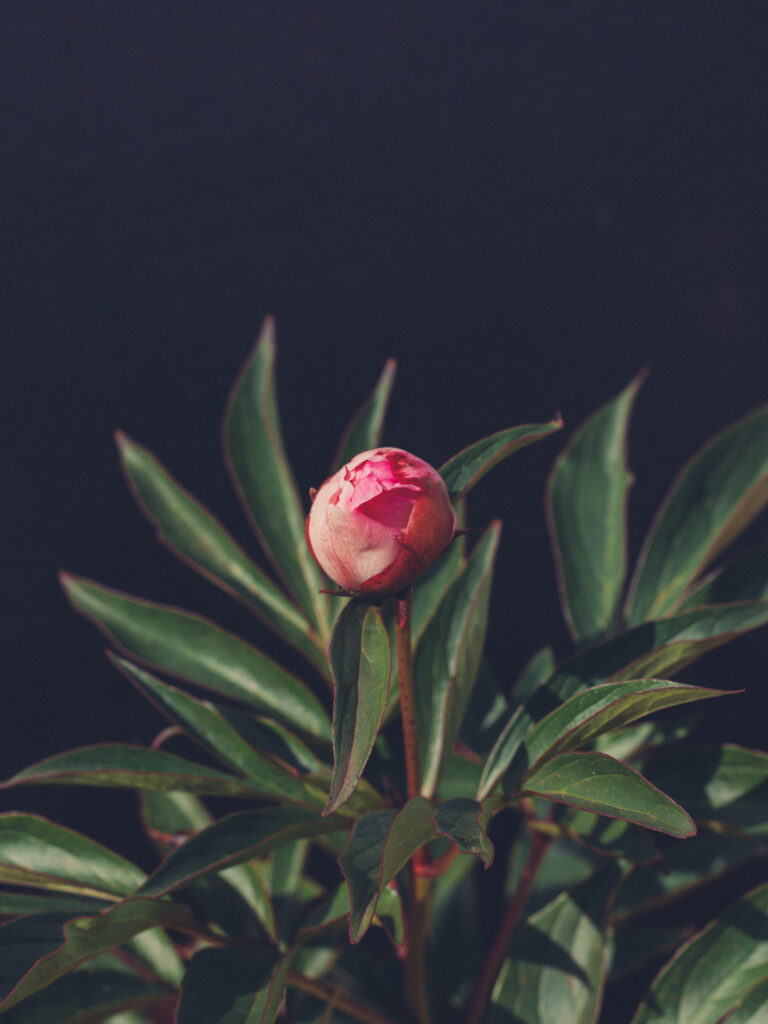 Peony_AlexanderFleming (2 of 15)